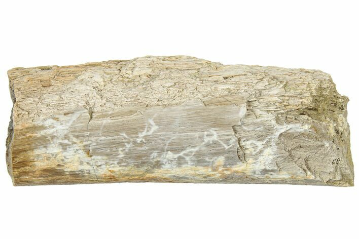 Fossil Tyrannosaur (T rex) Gastralia Rib Bone Section - Wyoming #314027